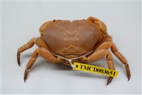 藏品(光手酋婦蟹)的圖片